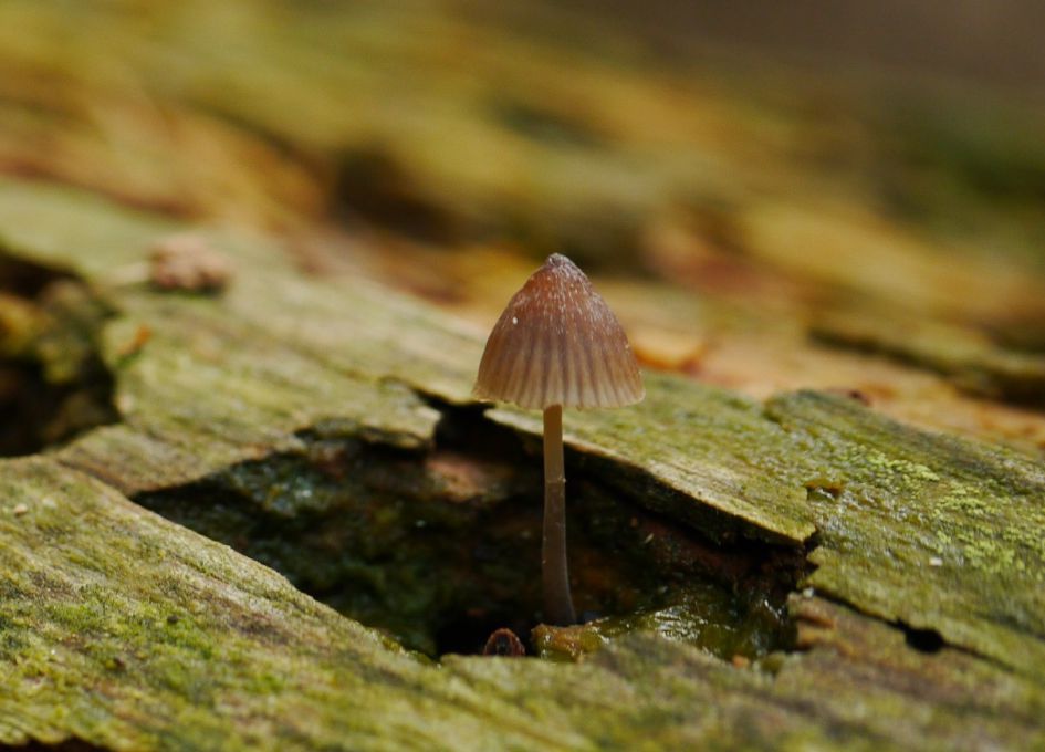 Is dit een Purperbruine mycena?